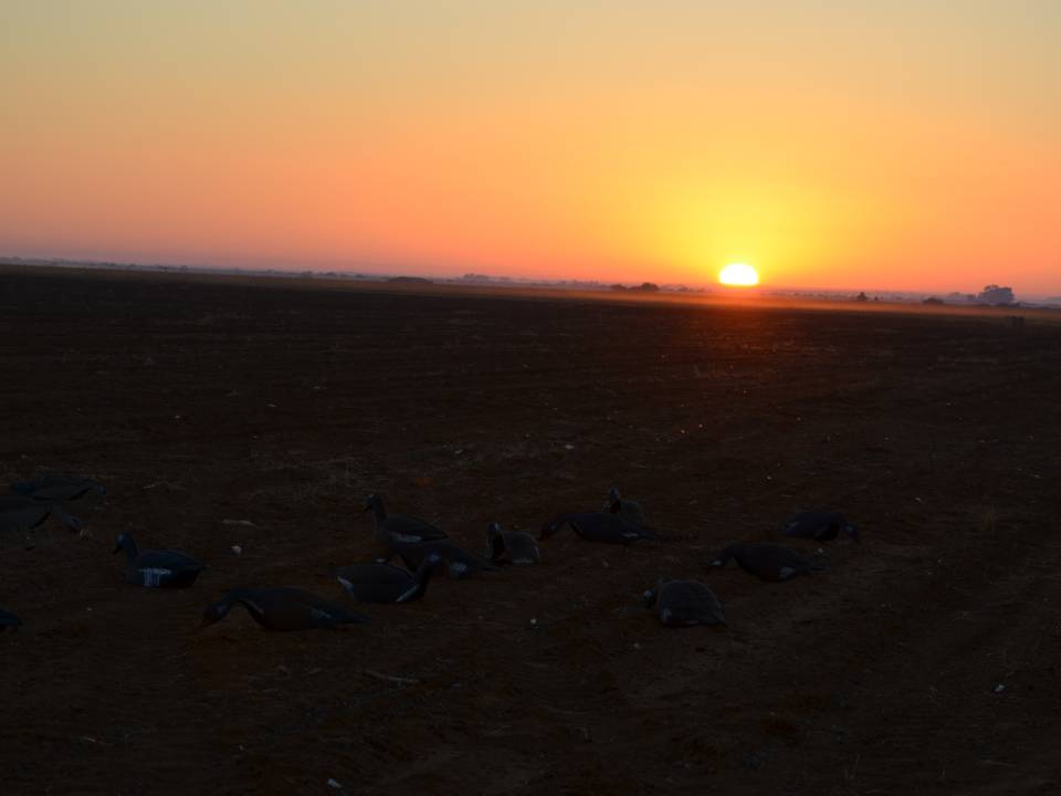 Goose Hunting Fields Sunrise Africa.jpg